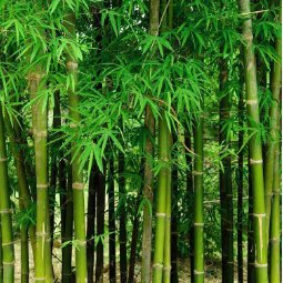 100 Seeds Fresh Giant Bamboo Dendrocalamus Giganteus