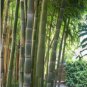 100 Seeds Fresh Giant Bamboo Dendrocalamus Giganteus