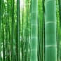 100 Seeds Fresh Giant Bamboo Dendrocalamus Giganteus