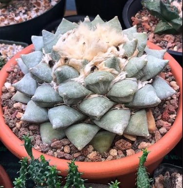 100 Seeds Fresh Real Ariocarpus retusus