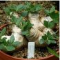 100 Seeds Fresh Real Pachypodium brevicaule