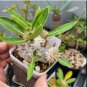100 Seeds Fresh Real Pachypodium brevicaule