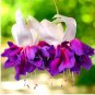 200 Seeds Fuchsia Purple White Flowers
