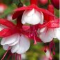 50 Seeds Fuchsia Rose Red White Double Flowers