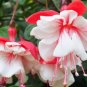 50 Seeds Fuchsia Rose Red White Double Flowers