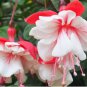 200 Seeds Fuchsia Seeds Rose Red White Double Flowers