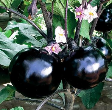 50 Seeds Garden Noir Explore the World of Black Round Eggplant
