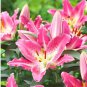 100 Seedss Garland Lilium Brownii Lily Flower