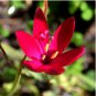 5 Seeds Geissorhiza inflexa Beautiful Red Flowers