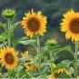 50 Seeds Generic Fresh Sunflower for Planting Yellow