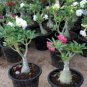 20 Seeds Genuine Adenium obesum Desert Rose Flower Bonsai