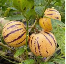 100 Seeds Genuine! Melon Tree