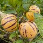 100 Seeds Genuine! Melon Tree