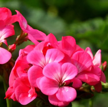 10 Seeds Geranium Horizon Neon Rose Hybrid F1