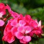 10 Seeds Geranium Horizon Neon Rose Hybrid F1