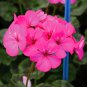 10 Seeds Geranium Horizon Neon Rose Hybrid F1