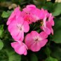20 Seeds Geranium Landscaper Pink F1