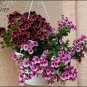 10 Seeds Geranium 'Martha Washington' Mixed Redish Black and Pink Purple