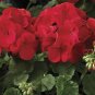 10 Seeds Geranium Maverick Red F1