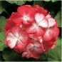 100 Seeds Geranium Seeds Rose Red Flowers
