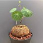 2 Seeds Gerrardanthus macrorrhizus Rare succulents