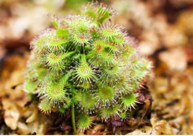 100 Seeds Giant Dionaea Muscipula