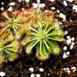 100 Seeds Giant Dionaea Muscipula Carnivorous Plants