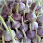 50 Seeds Giant Garlic Bulbils Lyubasha Winter