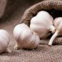 50 Seeds Giant Garlic Bulbils Lyubasha Winter