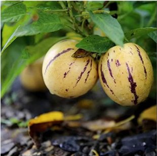 100 Seeds Ginseng Fruit Plant Vegetables Ornamental Funny