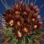 10 Seeds Glandulicactus uncinatus