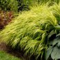 30 Seeds Gold Japanese Forest Grass