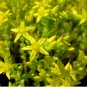 200 Seeds GOLDEN ACRE SEDUM STONECROP GOLD MOSS Flower
