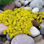 200 Seeds GOLDEN ACRE SEDUM STONECROP GOLD MOSS Flower