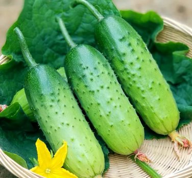 60 Seeds Golden Crisp Bites Drought-Tolerant Cucumber