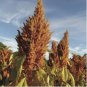 100 Seeds Golden Giant Amaranth