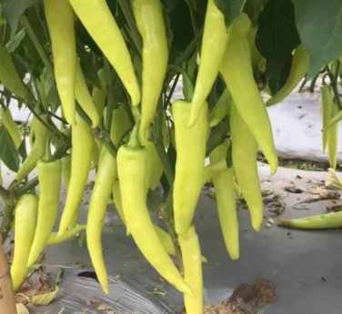 100 Seeds 'Golden Sword' Peppers