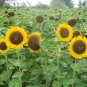 50 Seeds Golden-Brown Sunflower