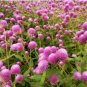 100 Seeds Gomphrena Globosa Bonsai Beautiful Globe Flowers