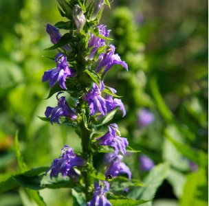20 Seeds Great Blue Lobelia