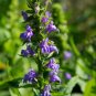 20 Seeds Great Blue Lobelia