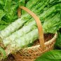 3000 Seeds Green Asparagus Lettuce