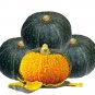 20 Seeds 'Green Baby' Small Pumpkin