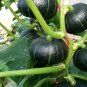 20 Seeds 'Green Baby' Small Pumpkin