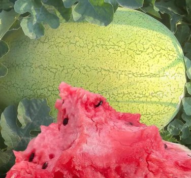 50 Seeds 'Green Emperor' Watermelon