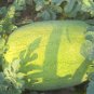 50 Seeds 'Green Emperor' Watermelon