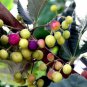 50 Seeds Grewia Asiatica Leaves Phalsa Falsa Leaves