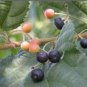 50 Seeds Grewia Asiatica Leaves Phalsa Falsa Leaves