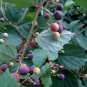 50 Seeds Grewia Asiatica Leaves Phalsa Falsa Leaves