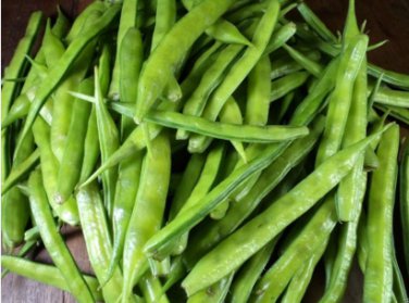 100 Seeds Guar (Cluster Beans) Easy to Seasons Meaningful Gift